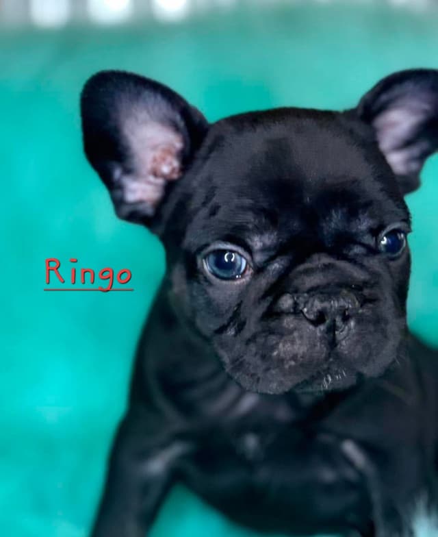 French Bulldog Puppies media 21