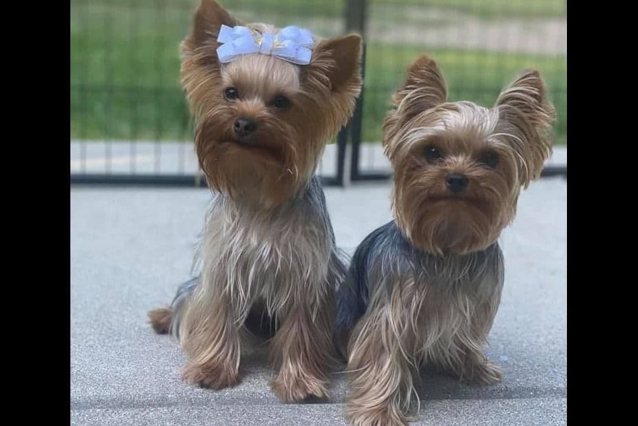 Yorkshire Terrier Puppies breeder image 1