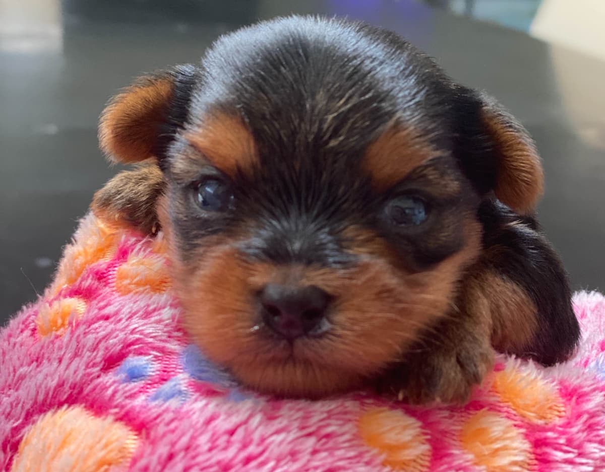 Yorkshire Terrier Puppies breeder image 3