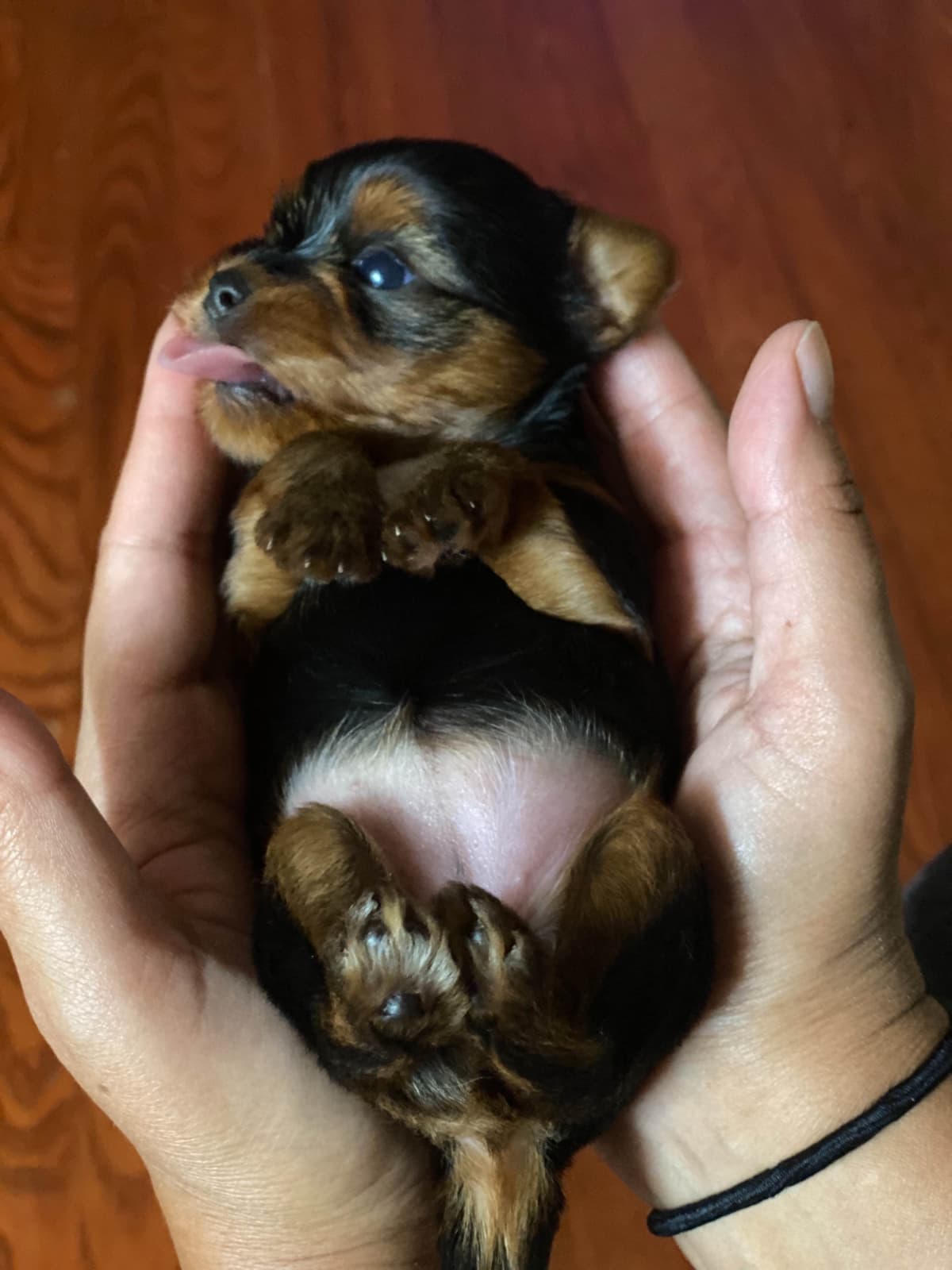 Yorkshire Terrier Puppies breeder image 4