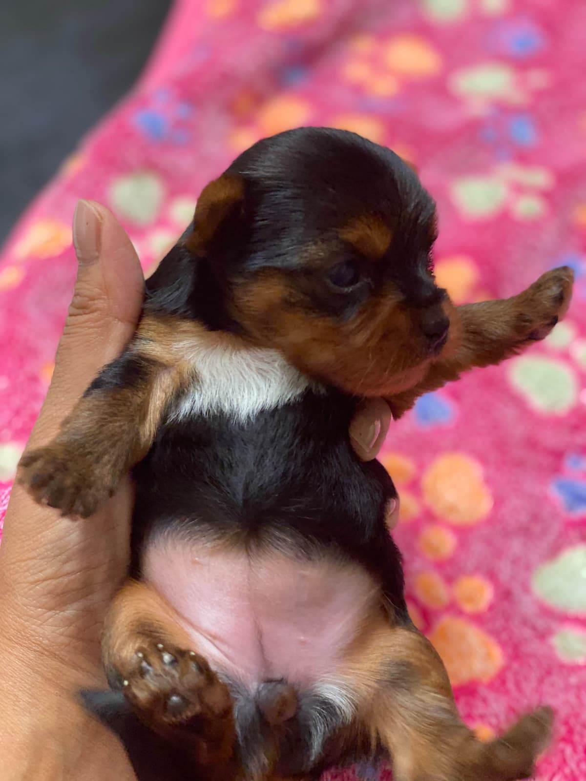 Yorkshire Terrier Puppies breeder image 5