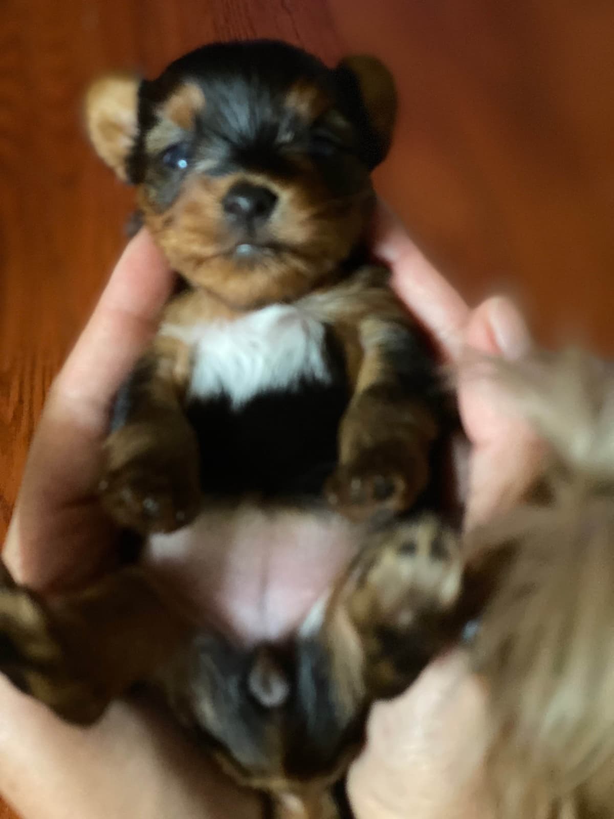 Yorkshire Terrier Puppies breeder image 6