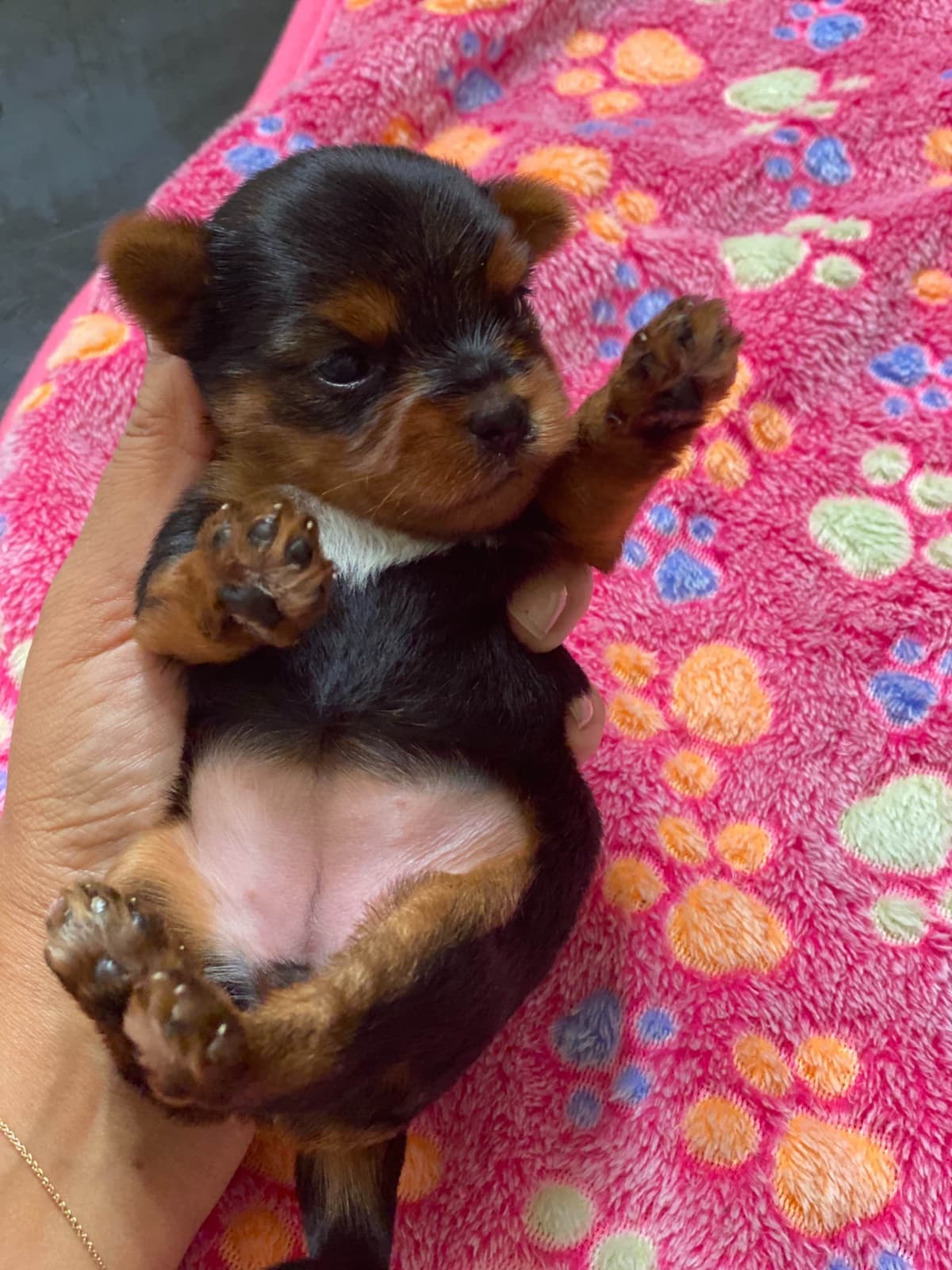 Yorkshire Terrier Puppies breeder image 7