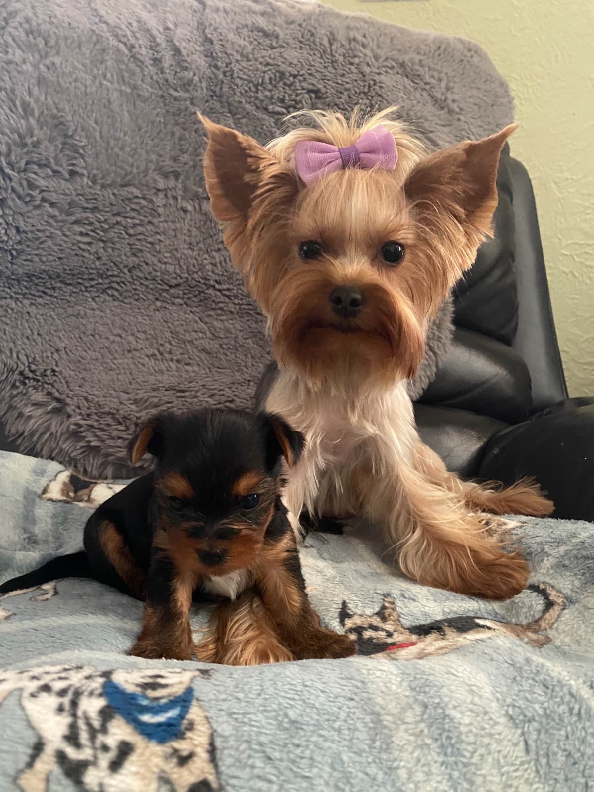 Yorkshire Terrier Puppies breeder image 8