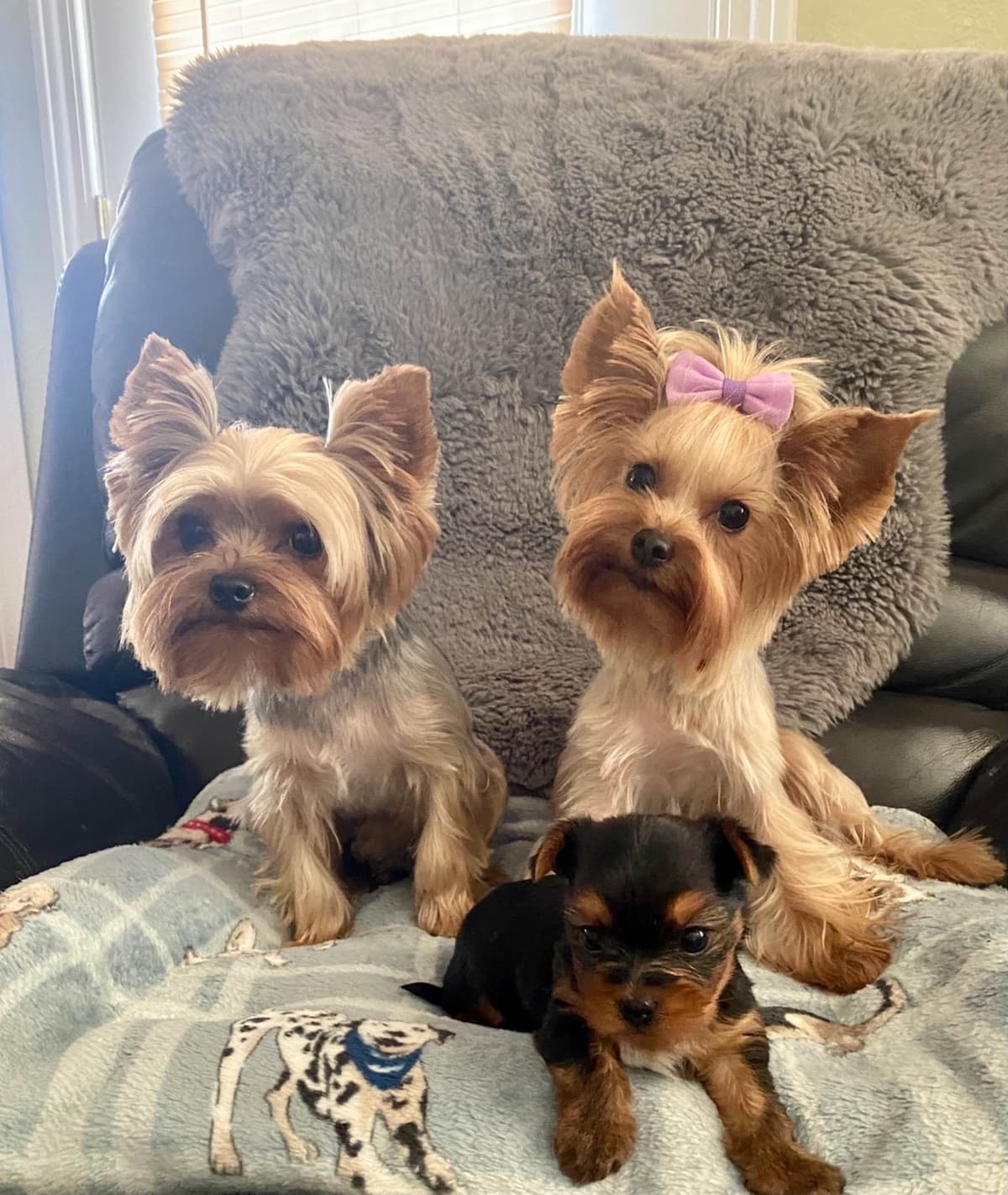 Yorkshire Terrier Puppies breeder image 9