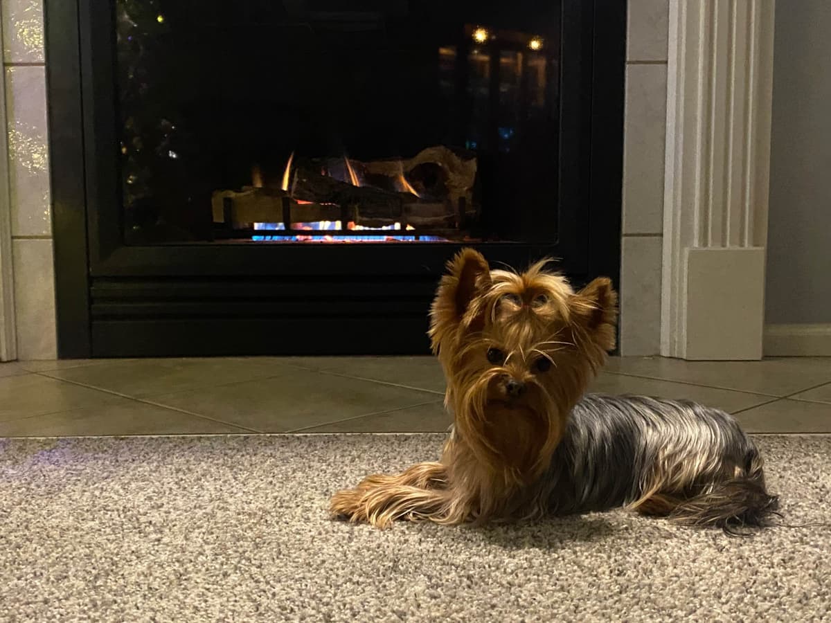 Yorkshire Terrier Puppies breeder image 10