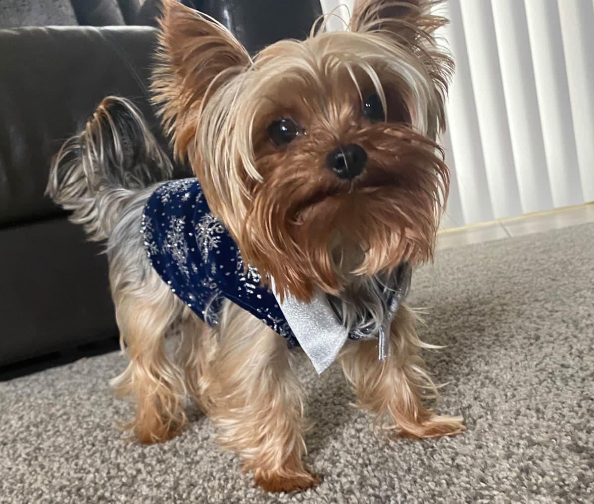 Yorkshire Terrier Puppies breeder image 11