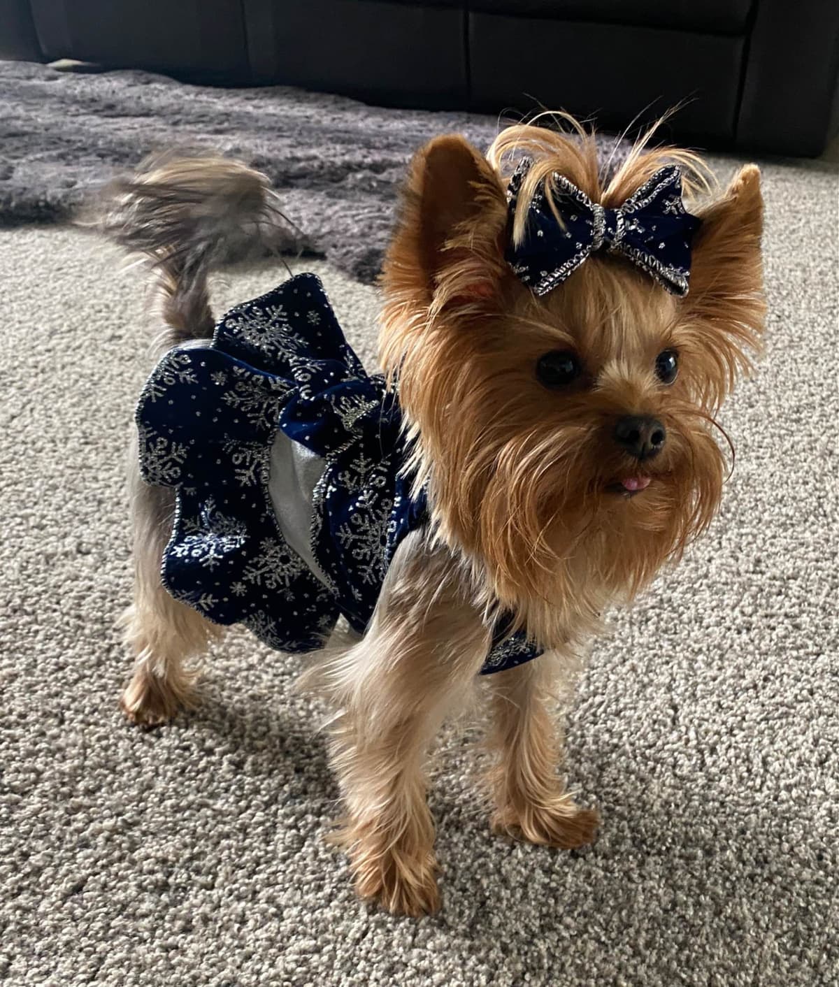 Yorkshire Terrier Puppies breeder image 12