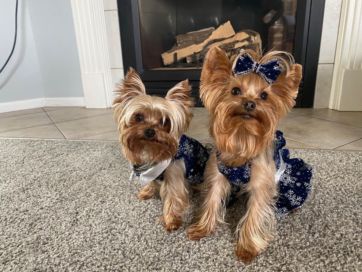 Yorkshire Terrier Puppies breeder image 13