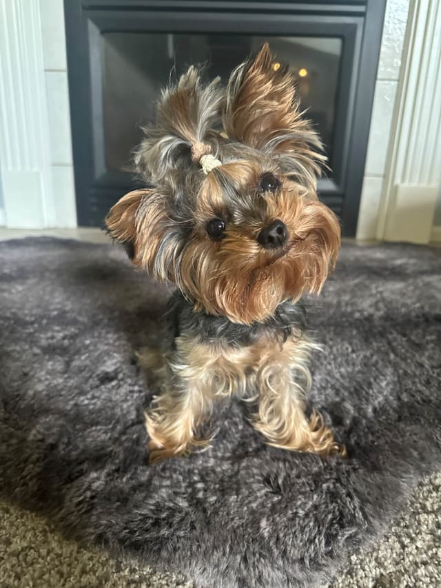 Yorkshire Terrier Puppies media 2