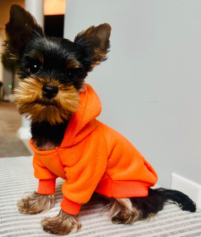 Yorkshire Terrier Puppies media 3