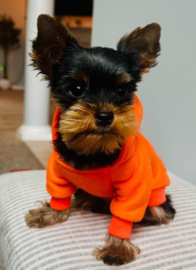 Yorkshire Terrier Puppies media 4