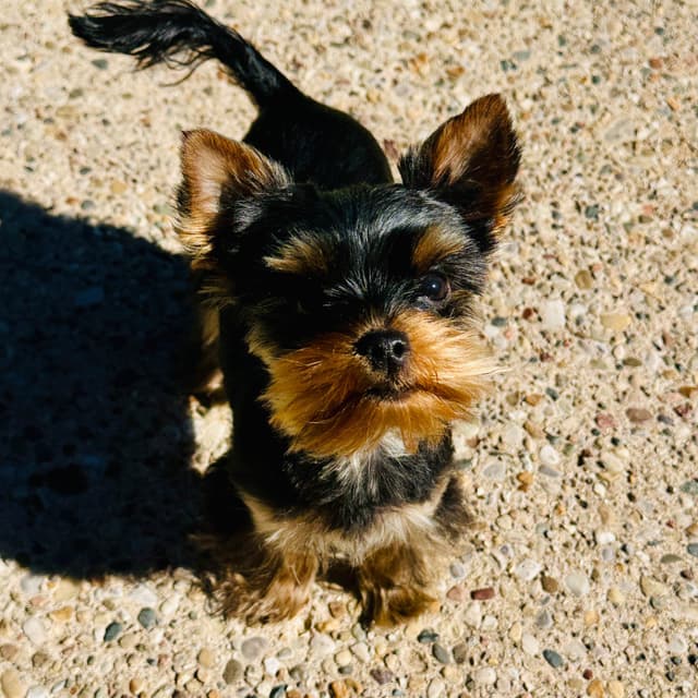 Yorkshire Terrier Puppies media 5