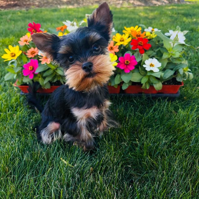 Yorkshire Terrier Puppies media 6