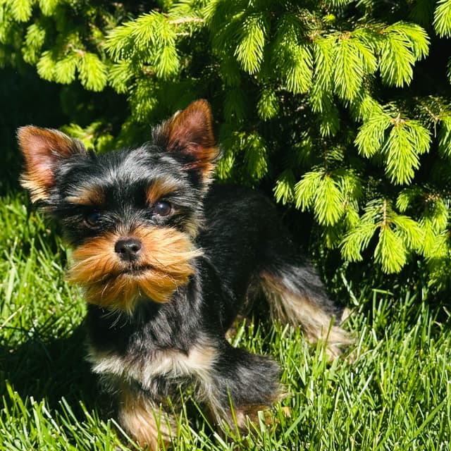 Yorkshire Terrier Puppies media 7