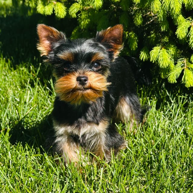 Yorkshire Terrier Puppies media 8