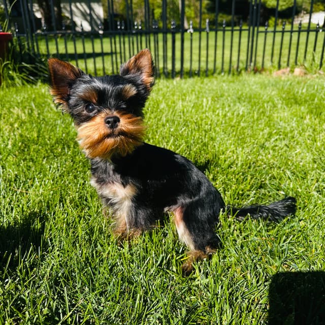 Yorkshire Terrier Puppies media 9