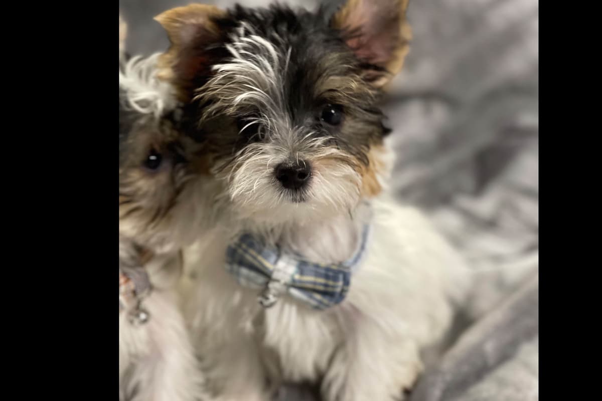 Yorkshire Terrier Puppies breeder image 1