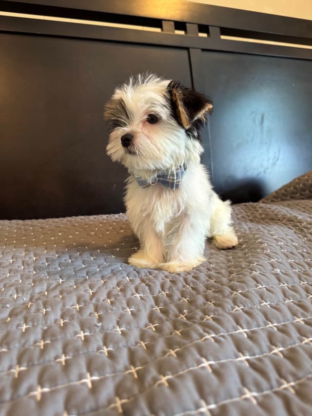 Yorkshire Terrier Puppies media 3