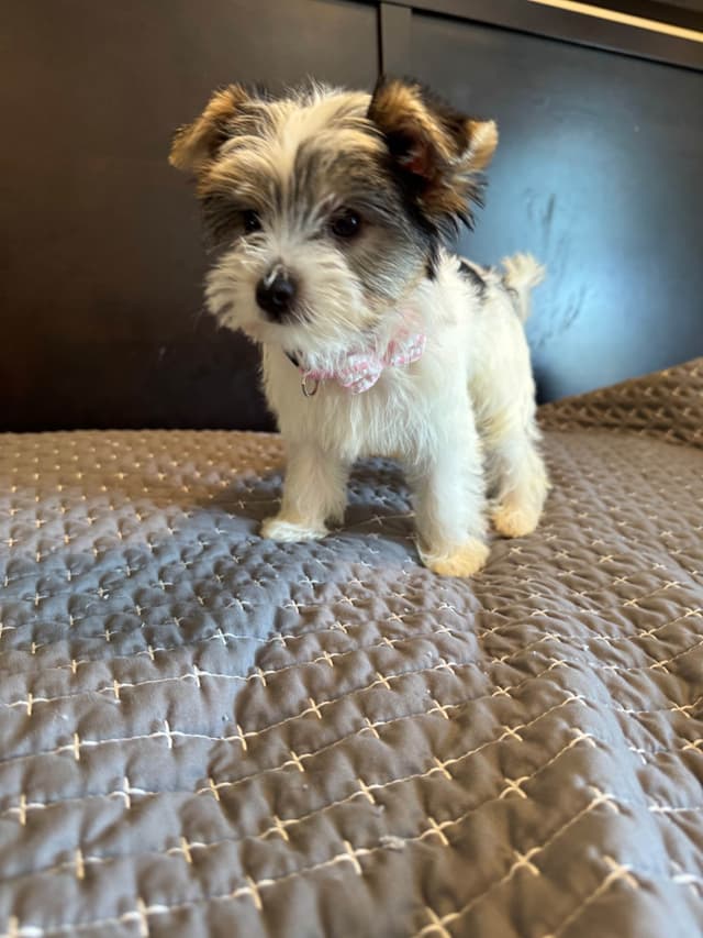 Yorkshire Terrier Puppies media 4