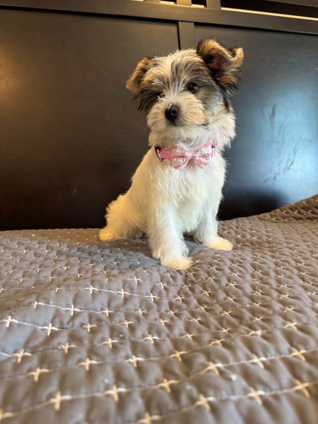 Yorkshire Terrier Puppies media 2