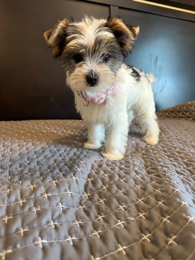 Yorkshire Terrier Puppies media 8