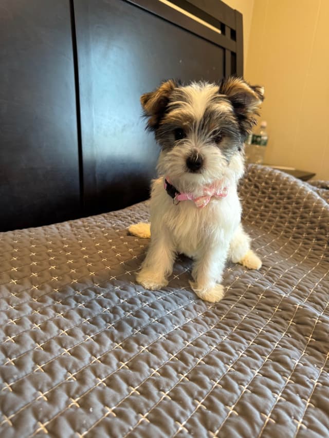 Yorkshire Terrier Puppies media 7