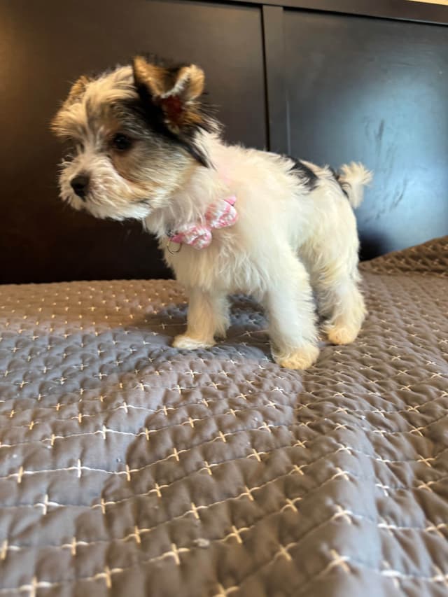 Yorkshire Terrier Puppies media 4