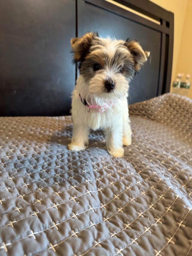 Yorkshire Terrier Puppies media 5