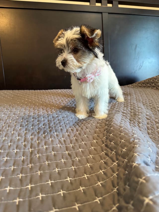 Yorkshire Terrier Puppies media 3