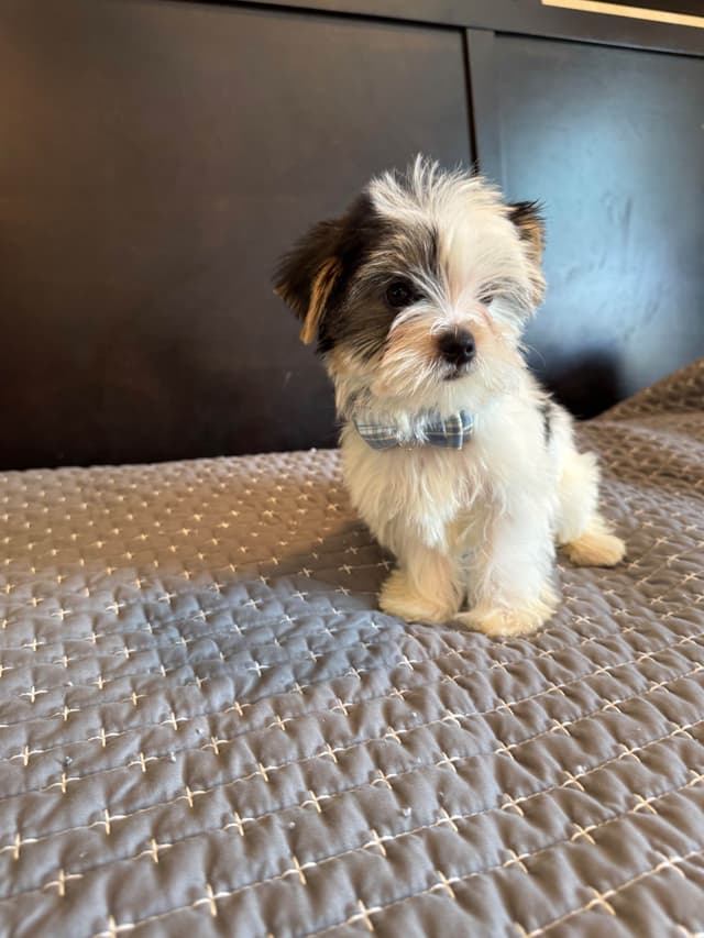 Yorkshire Terrier Puppies media 9