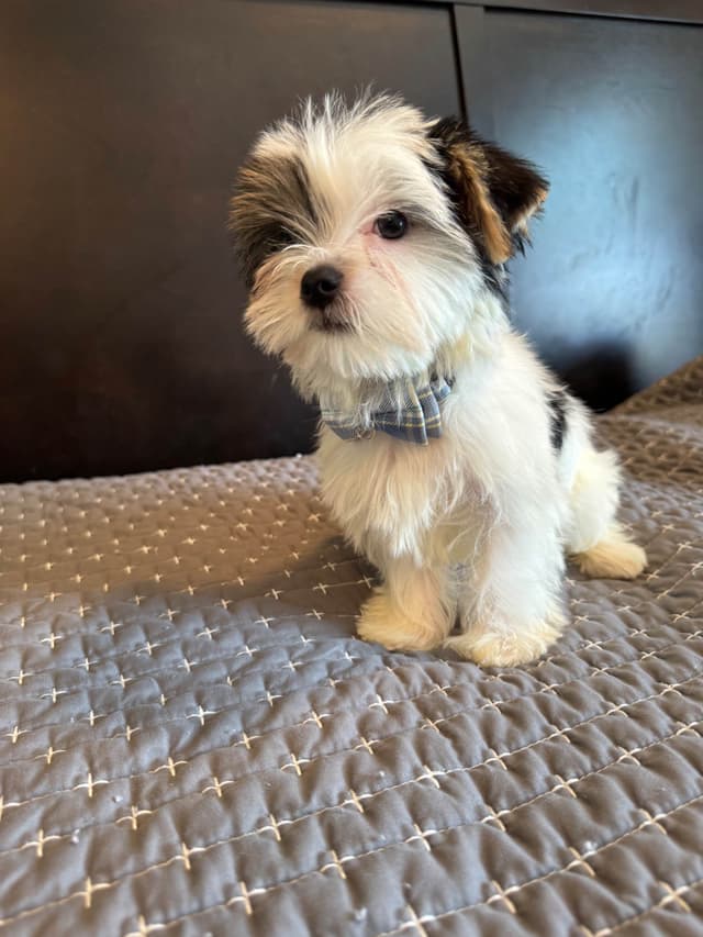 Yorkshire Terrier Puppies media 6