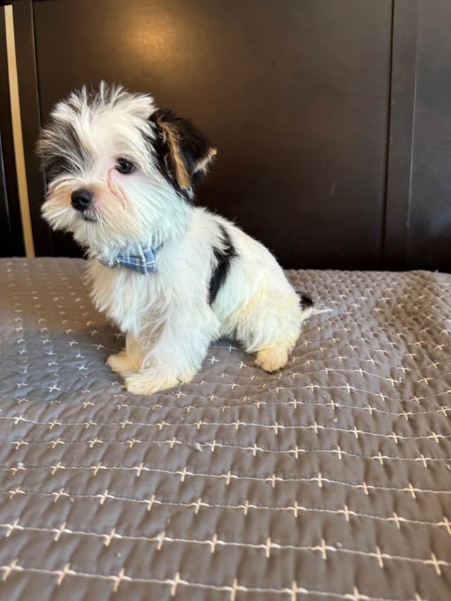 Yorkshire Terrier Puppies media 8
