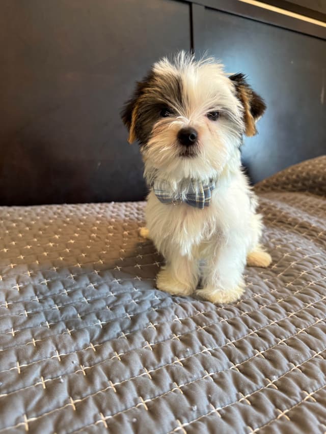 Yorkshire Terrier Puppies media 10
