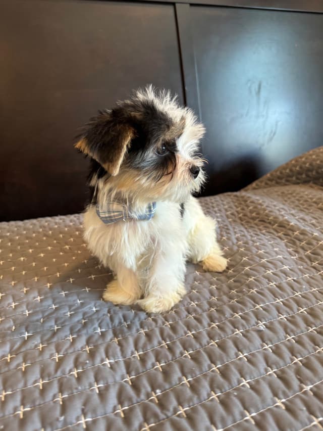 Yorkshire Terrier Puppies media 7