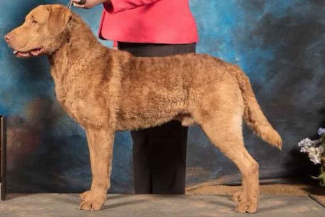 Chesapeake Bay Retriever Puppies breeder image 1