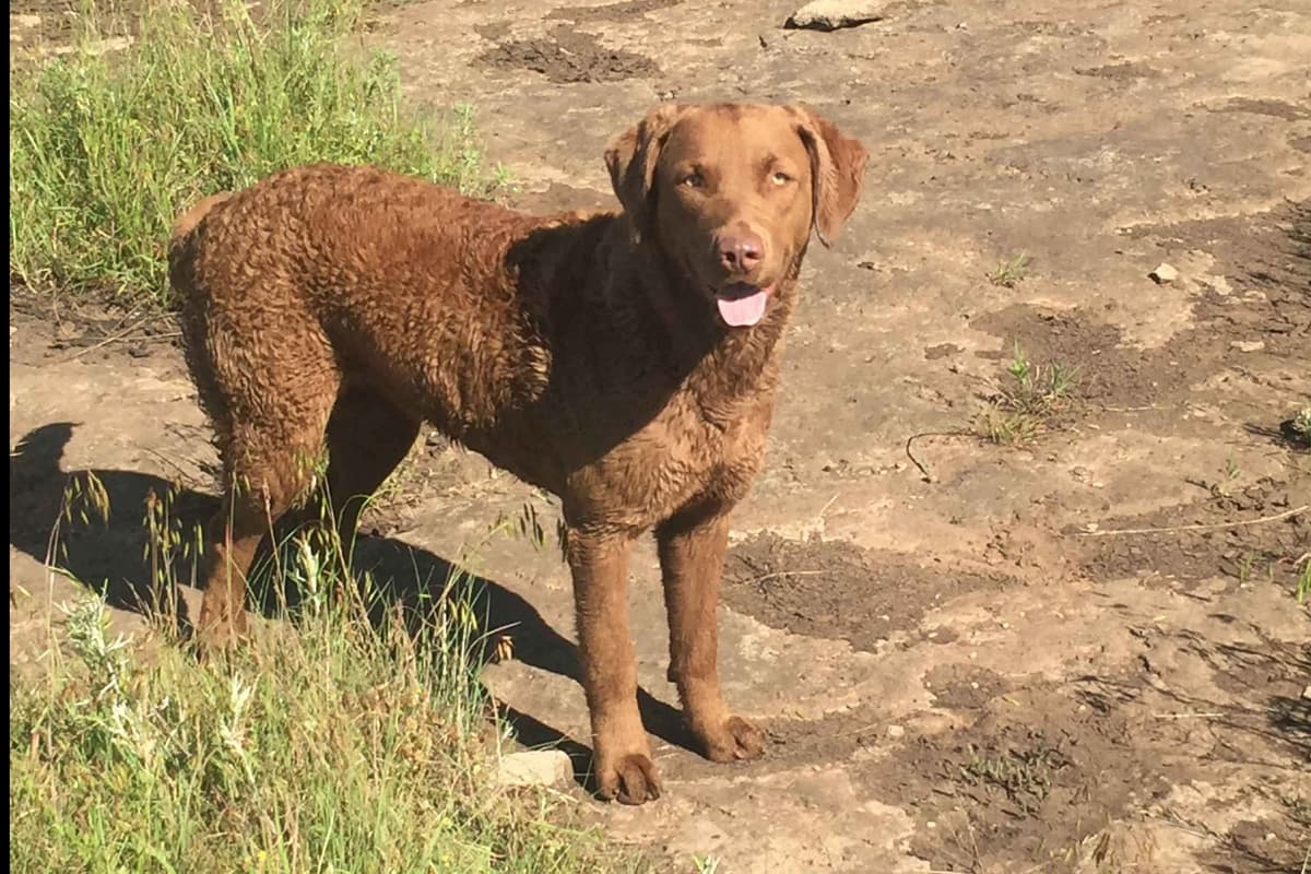 Chesapeake Bay Retriever Puppies breeder image 3