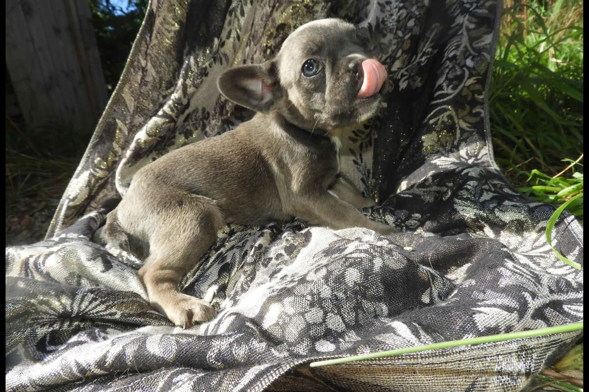 04/21/26 MINIATURE AKC FEMALE  COCOA LILAC FRENCH BULLDOG "LONDON" breeder image 4
