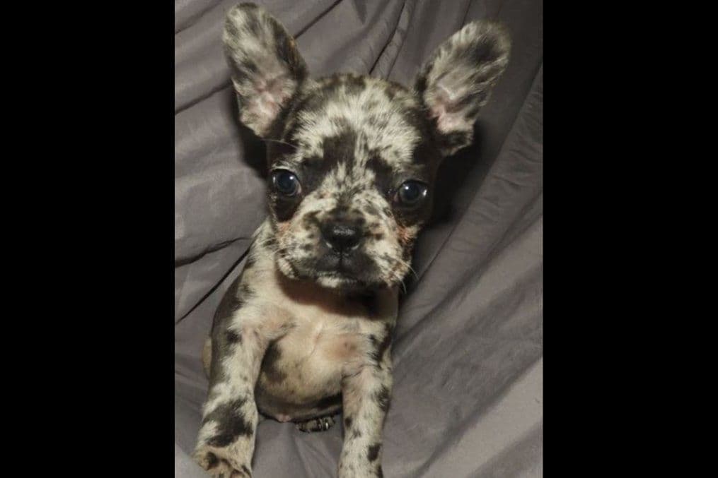04/21/26 MINIATURE AKC FEMALE  COCOA LILAC FRENCH BULLDOG "LONDON" breeder image 5