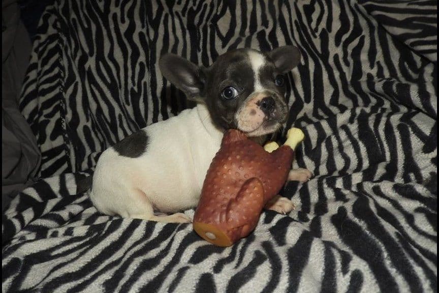 04/21/26 MINIATURE AKC FEMALE  COCOA LILAC FRENCH BULLDOG "LONDON" breeder image 6