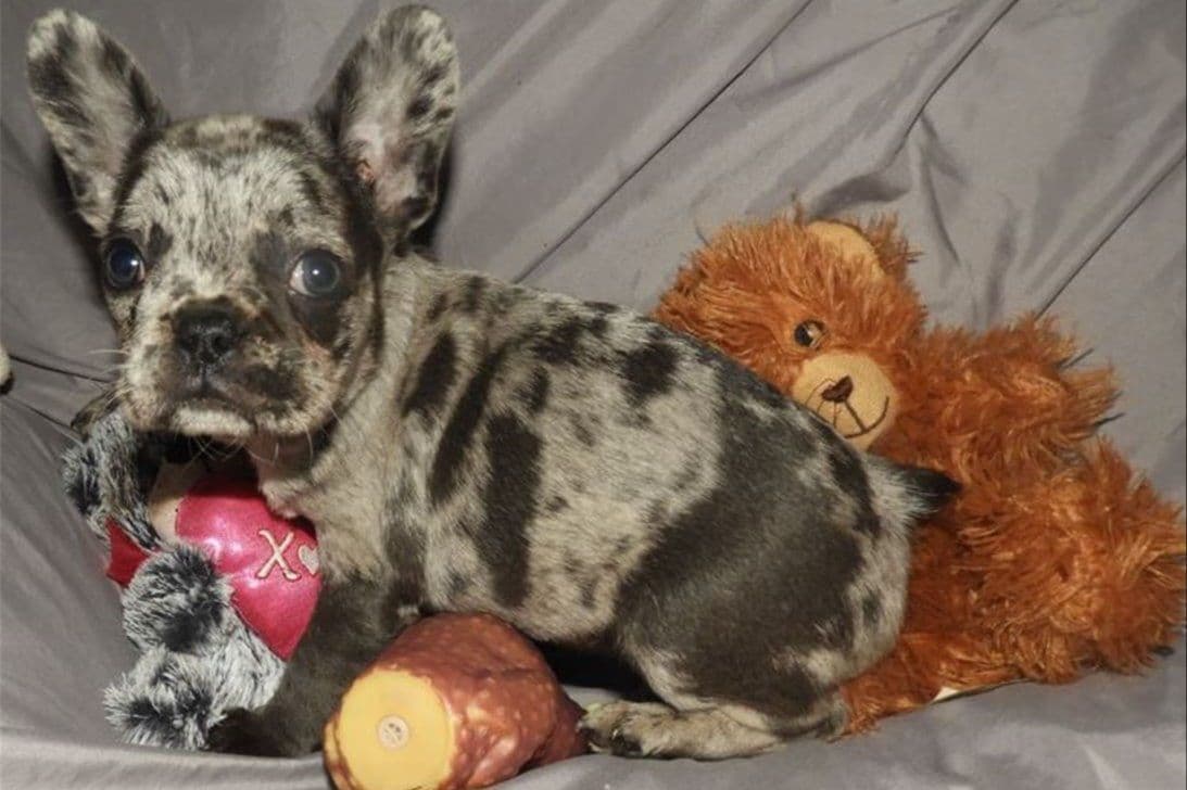 04/21/26 MINIATURE AKC FEMALE  COCOA LILAC FRENCH BULLDOG "LONDON" breeder image 7