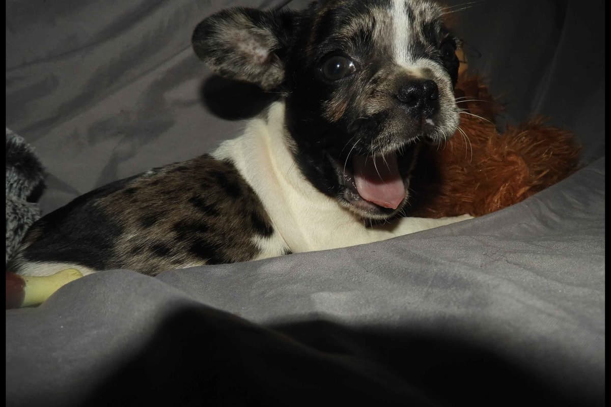 04/21/26 MINIATURE AKC FEMALE  COCOA LILAC FRENCH BULLDOG "LONDON" breeder image 3