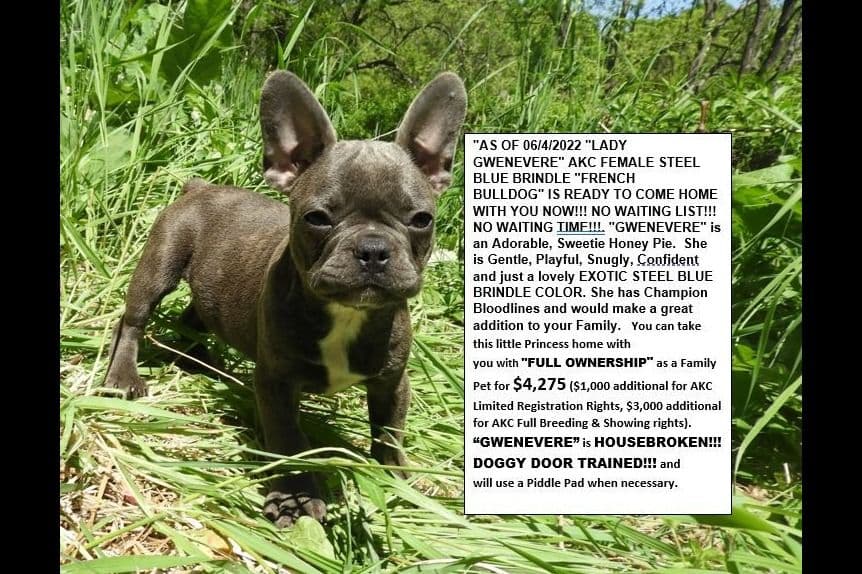04/21/26 MINIATURE AKC FEMALE  COCOA LILAC FRENCH BULLDOG "LONDON" breeder image 2