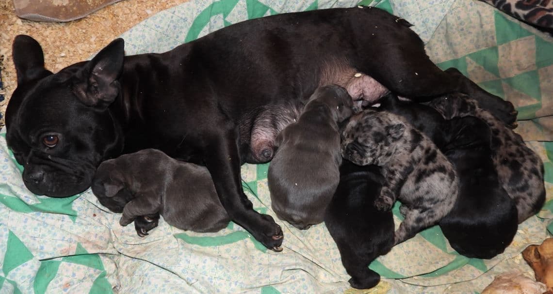 04/21/26 MINIATURE AKC FEMALE  COCOA LILAC FRENCH BULLDOG "LONDON" breeder image 1