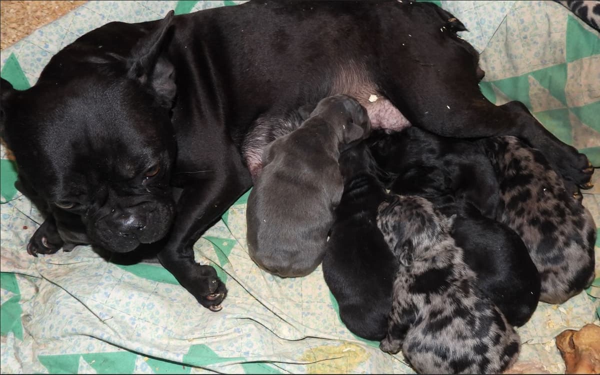 04/21/26 MINIATURE AKC FEMALE  COCOA LILAC FRENCH BULLDOG "LONDON" breeder image 8