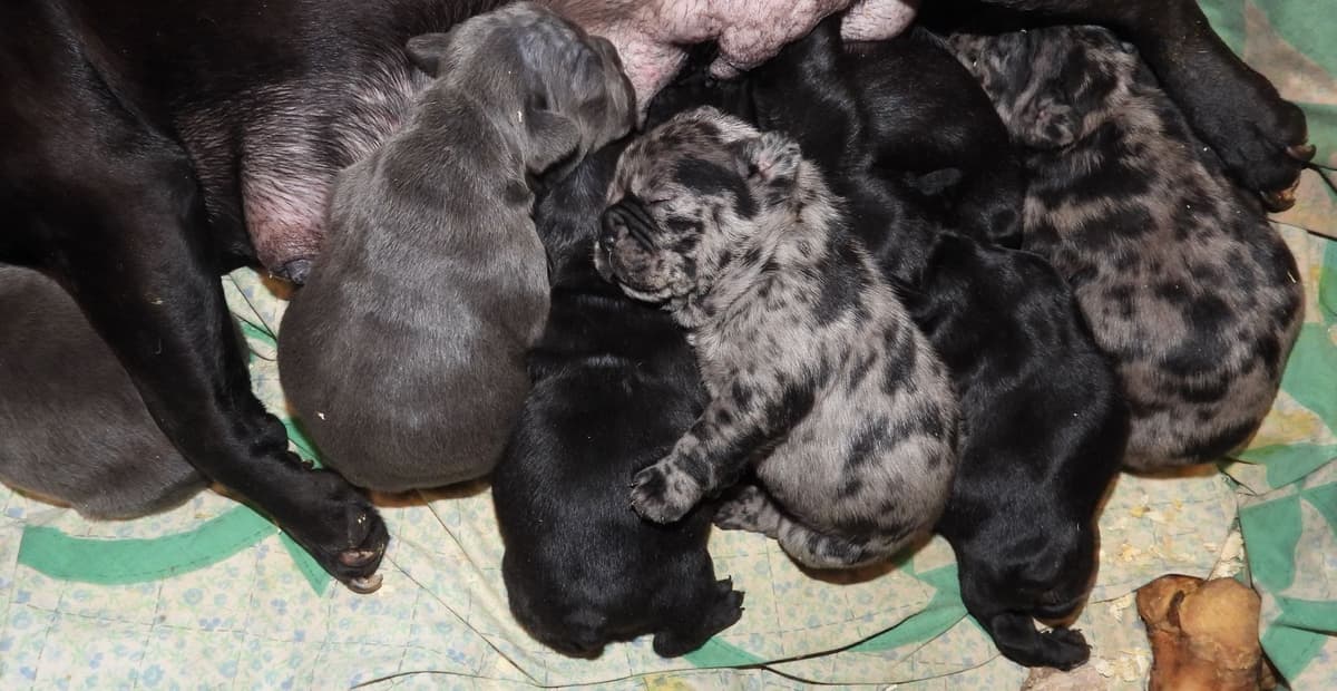 04/21/26 MINIATURE AKC FEMALE  COCOA LILAC FRENCH BULLDOG "LONDON" breeder image 9