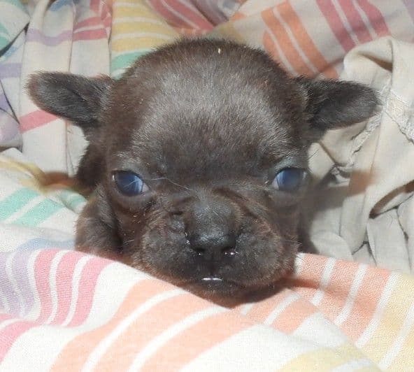 04/21/26 MINIATURE AKC FEMALE  COCOA LILAC FRENCH BULLDOG "LONDON" media 5