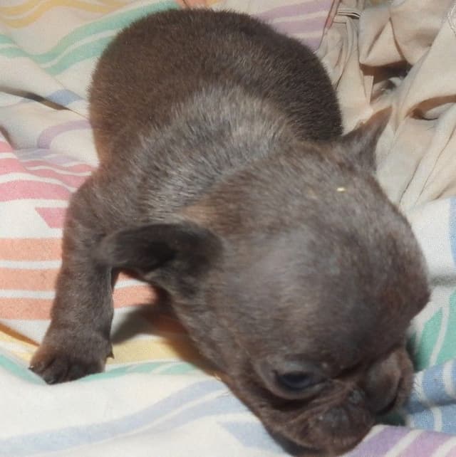 04/21/26 MINIATURE AKC FEMALE  COCOA LILAC FRENCH BULLDOG "LONDON" media 7