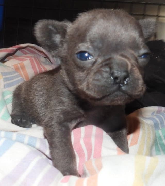 04/21/26 MINIATURE AKC FEMALE  COCOA LILAC FRENCH BULLDOG "LONDON" media 6
