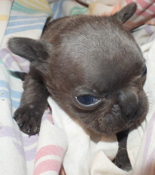 04/21/26 MINIATURE AKC FEMALE  COCOA LILAC FRENCH BULLDOG "LONDON" media 8